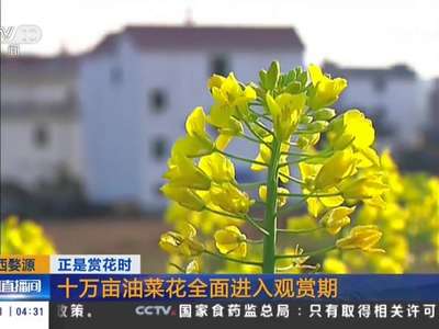 [视频]正是赏花时 南方各地油菜花竞相绽放