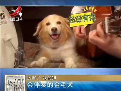 [视频]厉害了 我的狗 会伴奏的金毛犬