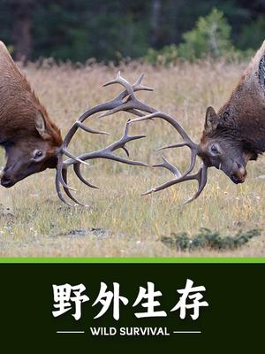 野外生存