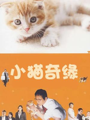 小猫奇缘