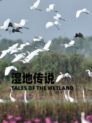 湿地传说