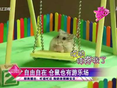 自由自在 仓鼠也有游乐场