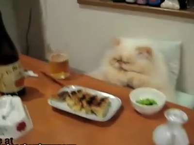 猫咪吃饱了,这表情!