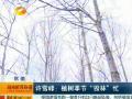 许雪峰：植树季节“毁林”忙