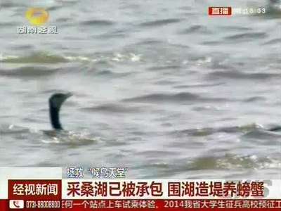 拯救“候鸟天堂” 采桑湖已被承包 围湖造堤养螃蟹