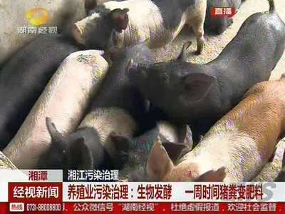 养殖业污染治理：生物发酵 一周时间猪粪变肥料