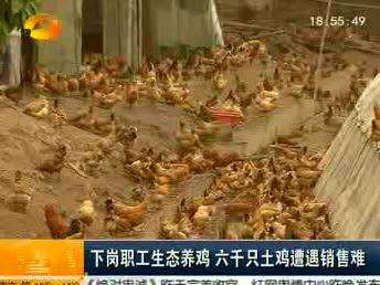 下岗职工生态养鸡 六千只土鸡遭遇销售难