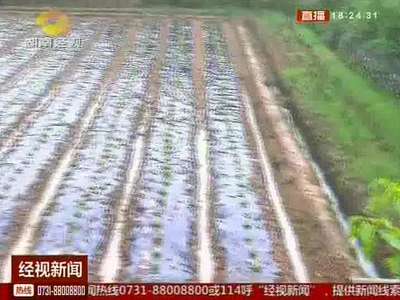 株洲：土地整理成“半拉子”工程 500亩农田无法耕种