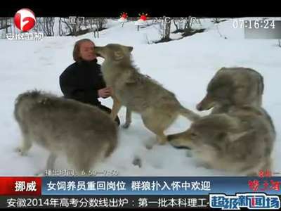 [视频]女饲养员销假回岗 群狼飞扑入怀蹭脸亲昵