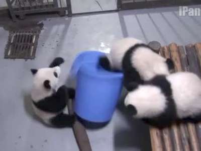 [视频]萌哭 肉团子快到我的桶里来