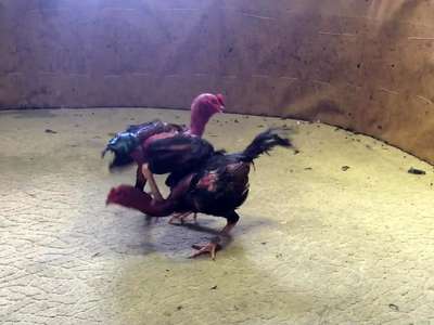 12短尾吧专业打胸超杀伤在玉林杀出1