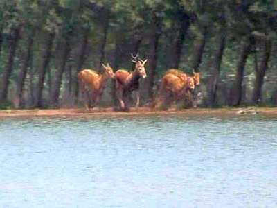 野生麋鹿误入围网 沅江渔民自觉保护