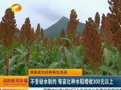 湖南成功试种再生高粱：不受缺水制约 每亩比种水稻增收300元以上