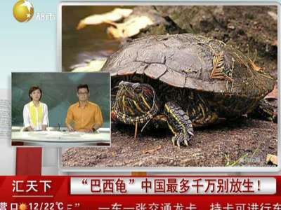 "巴西龟"中国最多千万别放生!