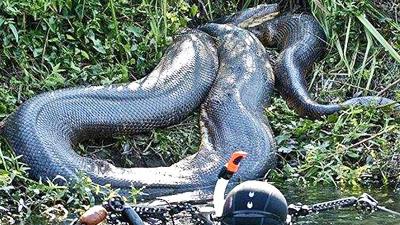 恐怖!印度尼西亚男子被蟒蛇吞肚子里